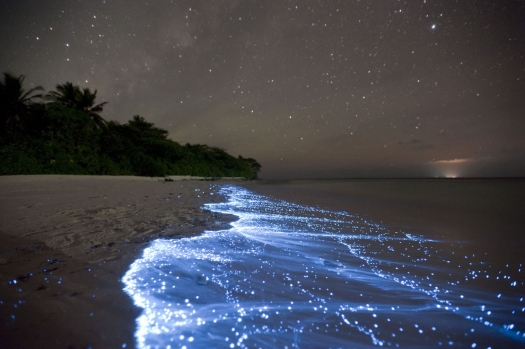sea of stars, Vaadhoo Island_Maldives