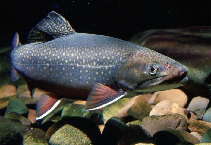 brook_trout